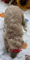 Shirley’s Red Girl, a female Miniature Goldendoodle for sale in Eatonton, GA – 6 of 7