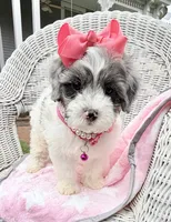 Jellybean’s Blue Merle/White, a female Maltipoo for sale in Eatonton, GA – 7 of 9