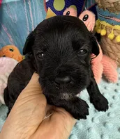 Jellybean’s Black/Sable Boy, a male Maltipoo for sale in Eatonton, GA – 6 of 9
