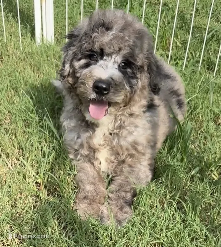 Bernie’s Blue Merle Boy – Miniature Bernedoodle puppy for sale in Eatonton, GA