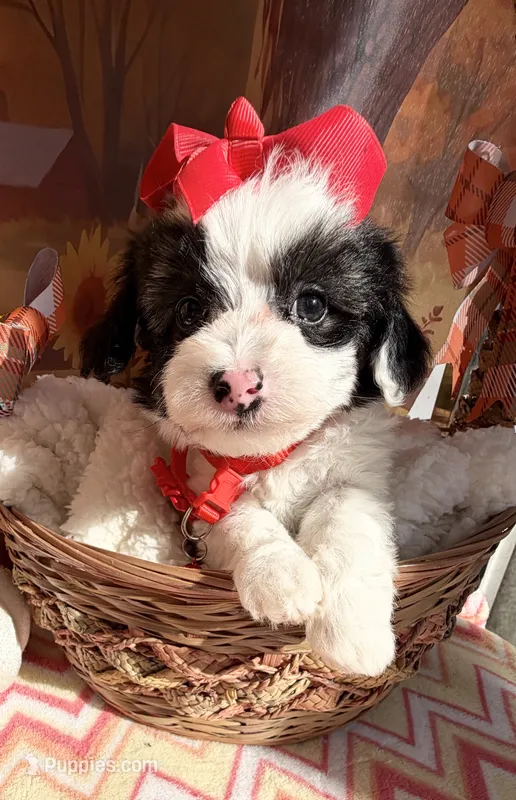Peaches Red Girl – Maltipoo puppy for sale in Eatonton, GA