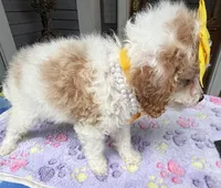 Hailey’s Yellow Girl, a female Cavapoo for sale in Eatonton, GA – 6 of 8