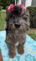 Gabby’s Merle Girl. Reduced!, a female Miniature Bernedoodle for sale in Eatonton, GA – 2 of 7