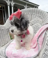 Jellybean’s Blue Merle/White, a female Maltipoo for sale in Eatonton, GA – 6 of 9