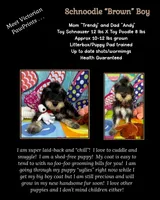 Reduced!   Trendy’s Brown Boy, a female Schnoodle for sale in Eatonton, GA – 6 of 7