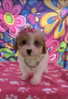Dolly’s Red Merle Parti Blue Eye, a female Maltipoo for sale in Eatonton, GA – 3 of 8