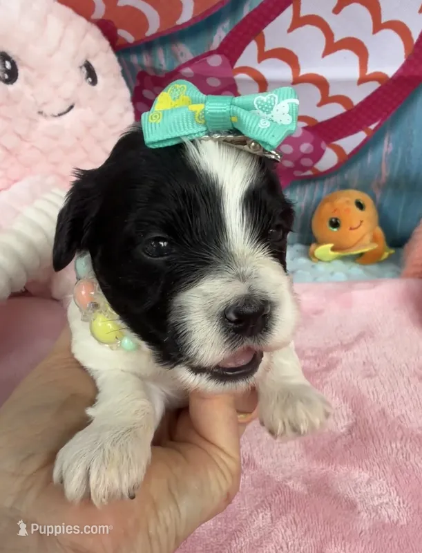 Jellybean’s Bl/Wh Parti – Maltipoo puppy for sale in Eatonton, GA