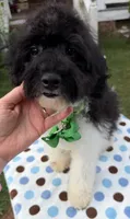 Hailey’s Green Boy, a male Cavapoo for sale in Eatonton, GA – 8 of 8