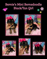 Bernie’s Black/Tan Girl, a female Miniature Bernedoodle for sale in Eatonton, GA – 8 of 8