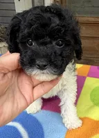 Hailey’s Red Boy, a male Cavapoo for sale in Eatonton, GA – 8 of 8