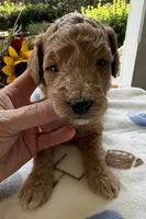 Shirley’s Yellow Boy, a male Miniature Goldendoodle for sale in Eatonton, GA – 2 of 4