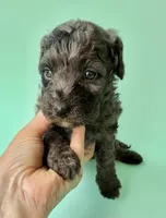 Gabby’s Blue Merle Boy, a female Miniature Bernedoodle for sale in Eatonton, GA – Photo 3 of 10