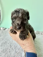 Gabby’s Blue Merle Boy, a female Miniature Bernedoodle for sale in Eatonton, GA – Photo 7 of 10