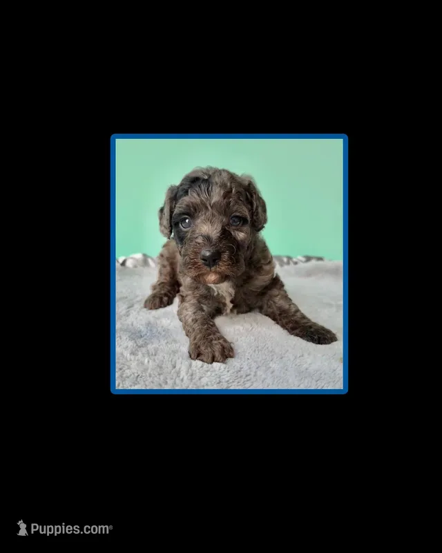 Gabby’s Blue Merle Boy – Miniature Bernedoodle puppy for sale in Eatonton, GA