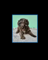 Gabby’s Blue Merle Boy, a female Miniature Bernedoodle for sale in Eatonton, GA – Photo 1 of 10