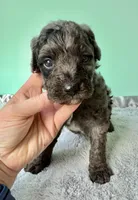 Gabby’s Blue Merle Boy, a female Miniature Bernedoodle for sale in Eatonton, GA – Photo 6 of 10