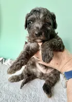 Gabby’s Blue Merle Boy, a female Miniature Bernedoodle for sale in Eatonton, GA – Photo 8 of 10