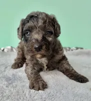 Gabby’s Blue Merle Boy, a female Miniature Bernedoodle for sale in Eatonton, GA – Photo 2 of 10