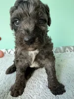 Gabby’s Blue Merle Boy, a female Miniature Bernedoodle for sale in Eatonton, GA – Photo 5 of 10