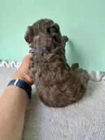 Gabby’s Blue Merle Boy, a female Miniature Bernedoodle for sale in Eatonton, GA – Photo 10 of 10