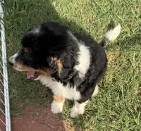 REDUCED!   Bernie’s Tri Boy, a male Miniature Bernedoodle for sale in Eatonton, GA – 5 of 8