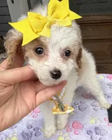 Hailey’s Yellow Girl, a female Cavapoo for sale in Eatonton, GA – 2 of 8