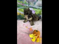 Trendy’s Purple Girl, a female Schnoodle for sale in Eatonton, GA – 8 of 9