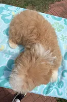 Pipi’s Green Boy, a male Maltipoo for sale in Eatonton, GA – 2 of 5