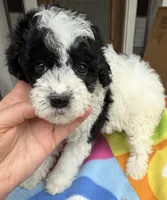 Hailey’s Orange Boy, a male Cavapoo for sale in Eatonton, GA – 2 of 10