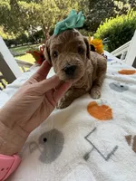 Shirley’s Green Girl, a female Miniature Goldendoodle for sale in Eatonton, GA – 5 of 5