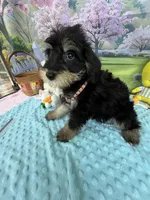 Trendy’s Brown Boy, a female Schnoodle for sale in Eatonton, GA – 5 of 10