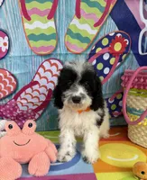 Hailey’s Orange Boy, a male Cavapoo for sale in Eatonton, GA – 6 of 9