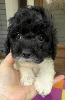Hailey’s Red Boy, a male Cavapoo for sale in Eatonton, GA – 2 of 8
