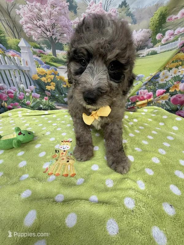 Bernie’s Blue Merle Boy – Miniature Bernedoodle puppy for sale in Eatonton, GA