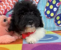Hailey’s Red Boy, a male Cavapoo for sale in Eatonton, GA – 4 of 4