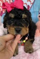 Bernie’s Black/Tan Girl, a female Miniature Bernedoodle for sale in Eatonton, GA – 2 of 8