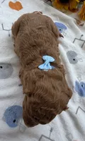 Shirley’s Blue Boy, a male Miniature Goldendoodle for sale in Eatonton, GA – 4 of 9