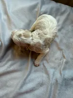 processed/722ca32f-5418-4515-a1b7-0ed498b609d7/listing/74217cbe-b7f6-4579-a39a-1c407130aa05/5de8dc10-7c09-40f4-9124-c629fb55a165