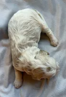 processed/722ca32f-5418-4515-a1b7-0ed498b609d7/listing/74217cbe-b7f6-4579-a39a-1c407130aa05/cb34ad63-97d3-435b-8389-9668ba651dd6