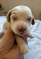 processed/722ca32f-5418-4515-a1b7-0ed498b609d7/listing/74217cbe-b7f6-4579-a39a-1c407130aa05/e994320d-0ad6-4ee0-bf55-a94ecc5b10c0