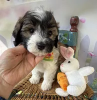Lainey’s Green Boy with video, a female Maltipoo for sale in Eatonton, GA – Photo 3 of 8