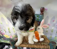 Lainey’s Green Boy with video, a female Maltipoo for sale in Eatonton, GA – Photo 2 of 8