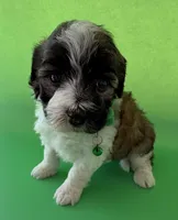 Lainey’s Green Boy with video, a female Maltipoo for sale in Eatonton, GA – Photo 2 of 8