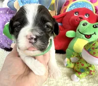 Lainey’s Green Boy, a female Maltipoo for sale in Eatonton, GA – Photo 3 of 10