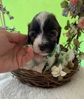 Lainey’s Green Boy with video, a female Maltipoo for sale in Eatonton, GA – Photo 4 of 8