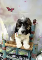 Lainey’s Green Boy with video, a female Maltipoo for sale in Eatonton, GA – Photo 4 of 8