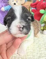 Lainey’s Green Boy, a female Maltipoo for sale in Eatonton, GA – Photo 4 of 10