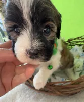 Lainey’s Green Boy with video, a female Maltipoo for sale in Eatonton, GA – Photo 3 of 8