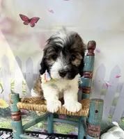 Lainey’s Green Boy with video, a female Maltipoo for sale in Eatonton, GA – Photo 1 of 8