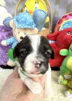 Lainey’s Green Boy, a female Maltipoo for sale in Eatonton, GA – Photo 2 of 10